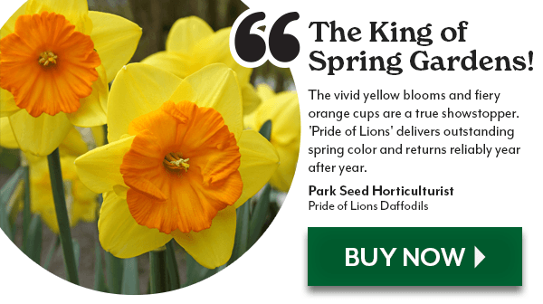 Pride of Lions Daffodil Bulbs