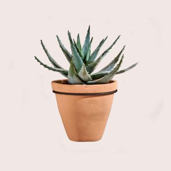Jara Single Wall Hung Planter