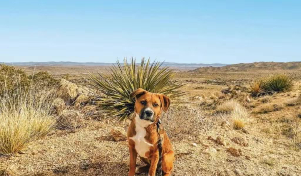 Route 66 Pet
