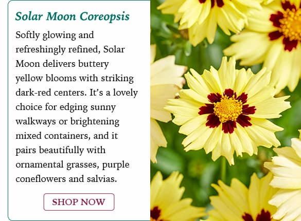 Solar Moon Coreopsis