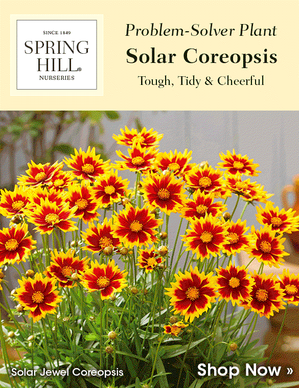 Solar Stunners | 3 Must-Have Coreopsis Cultivars
