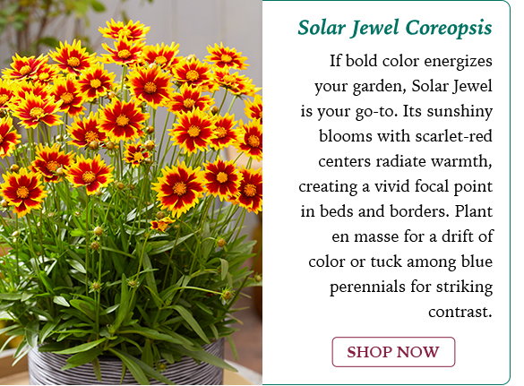 Solar Jewel Coreopsis
