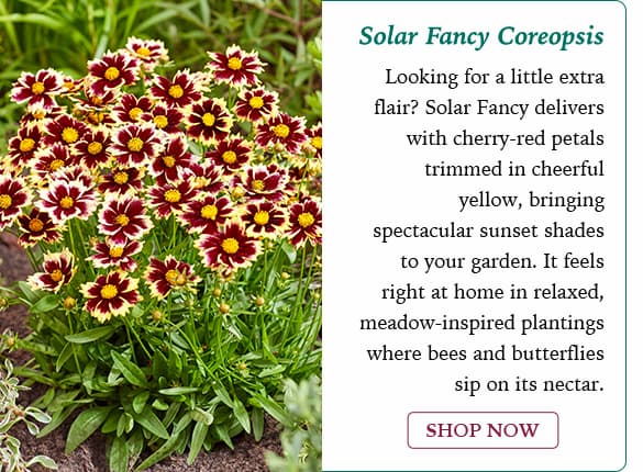 Solar Fancy Coreopsis