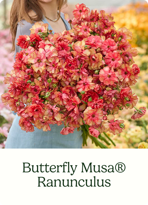 Butterfly Musa® Ranunculus
