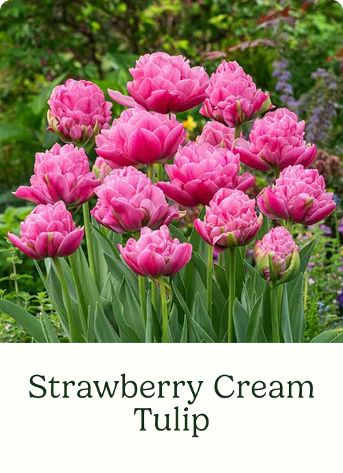 Strawberry Cream Tulip