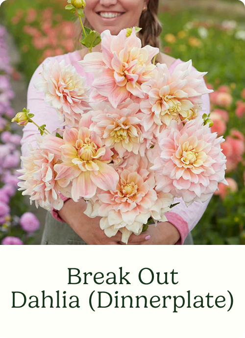 Break Out Dahlia (Dinnerplate)