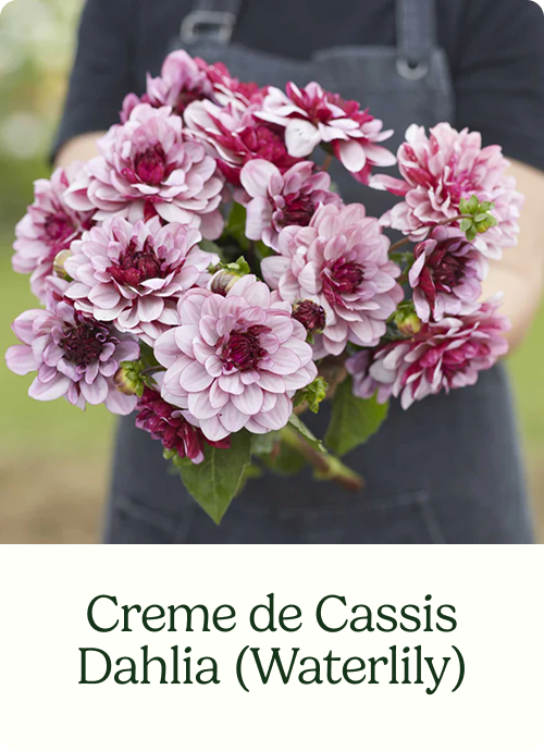 Creme de Cassis Dahlia (Waterlily)