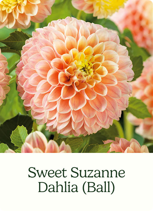Sweet Suzanne Dahlia (Ball)