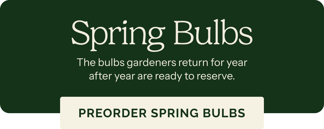 Spring Bulbs – The bulbs gardeners return for year after year are ready to reserve. PREORDER SPRING BULBS