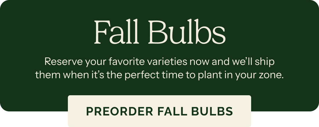 Fall Bulbs – Reserve your favorite varieties now and we’ll ship them when it’s the perfect time to plant in your zone. PREORDER FALL BULBS