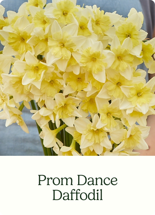 Prom Dance Daffodil