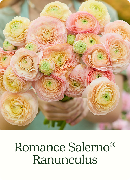 Romance Salerno® Ranunculus