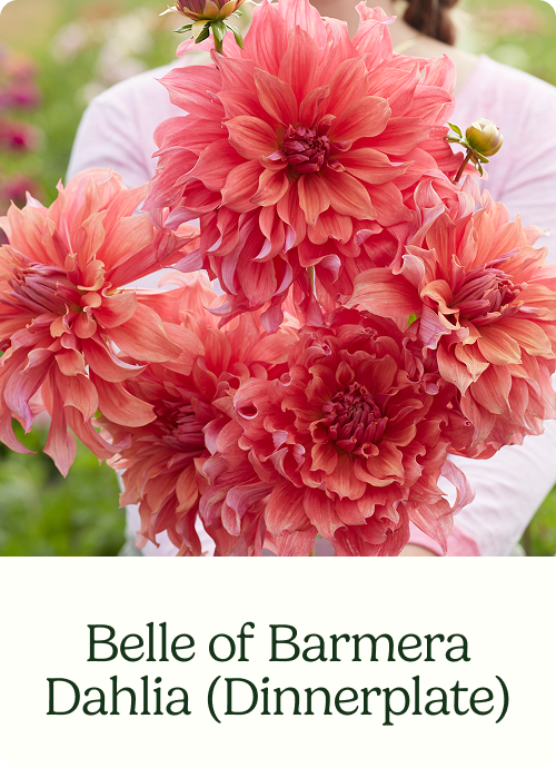 Belle of Barmera Dahlia (Dinnerplate)