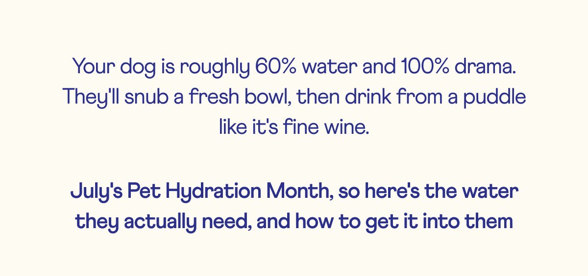 Your dog is roughly 60% water and 100% drama. They'll snub a fresh bowl, then drink from a puddle like it's fine wine. July's Pet Hydration Month, so here's the water they actually need, and how to get it into them