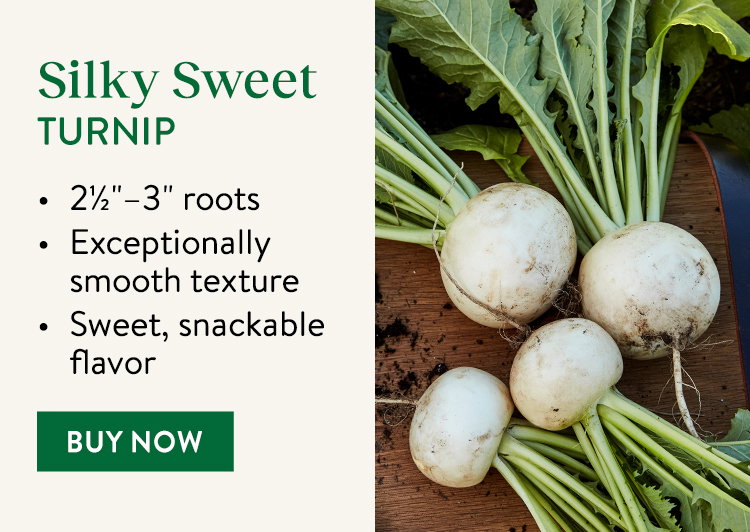 Silky Sweet Turnip Seeds