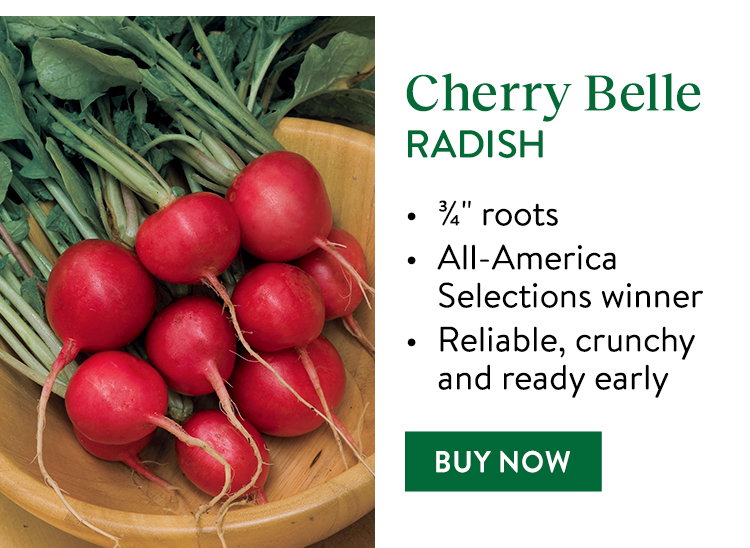 Cherry Belle Radish Seeds