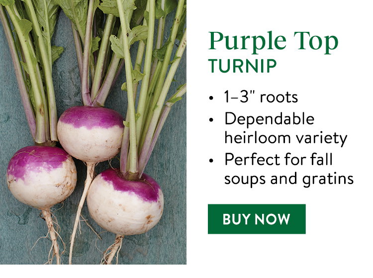 Purple Top White Globe Turnip Seeds