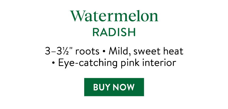 Watermelon Radish Seeds