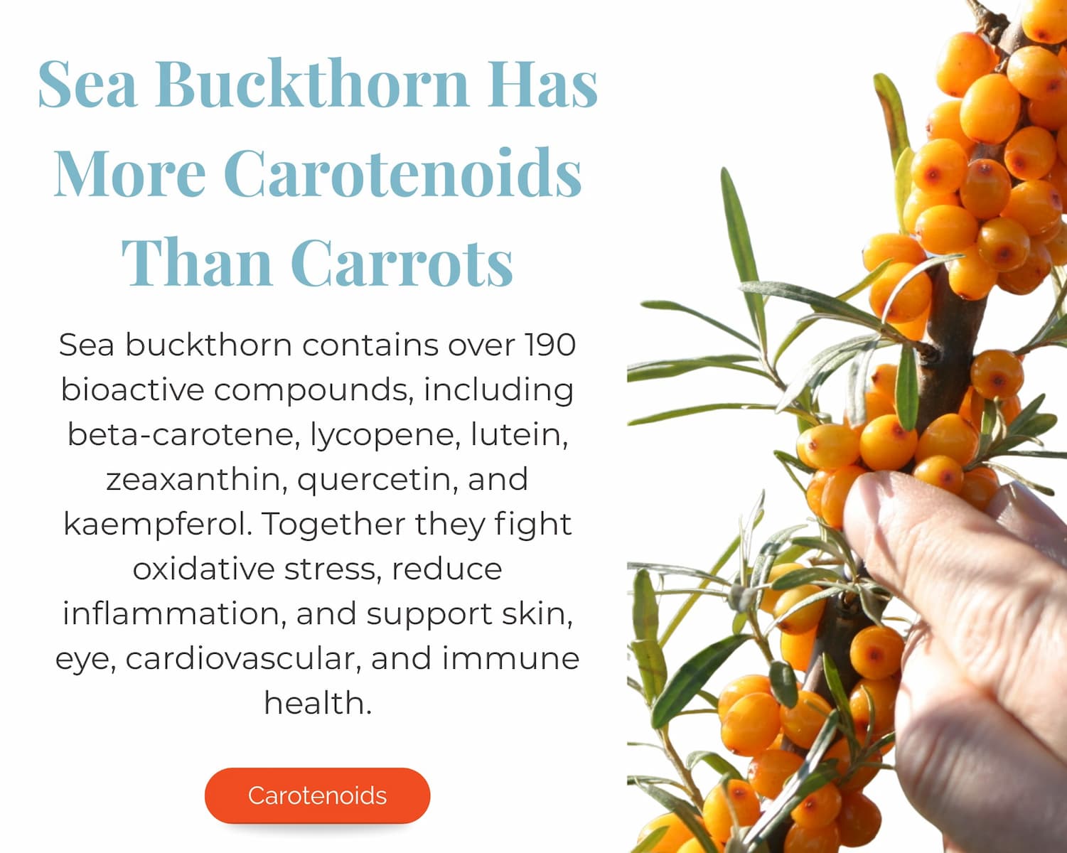 sea buckthorn carotenoids