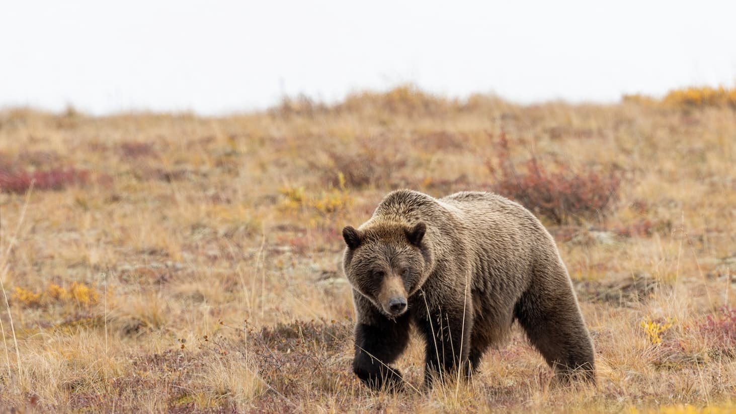 grizzly bear