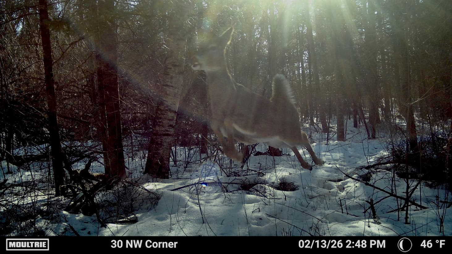 deer jumping