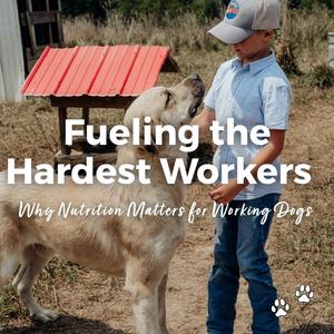 Pet Food Feature: Fueling the Hardest Workers