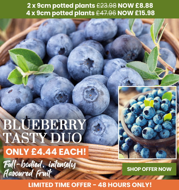 Blueberry Tasty Duo