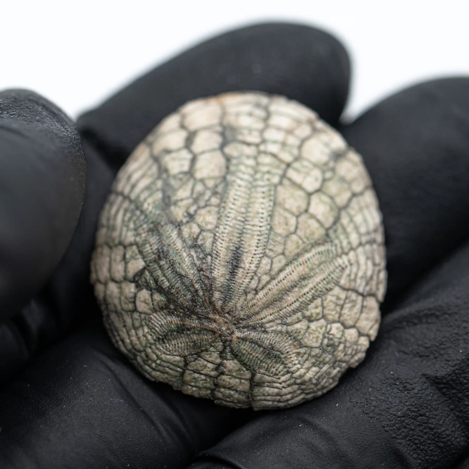 Image of Fossilized Sand Dollars