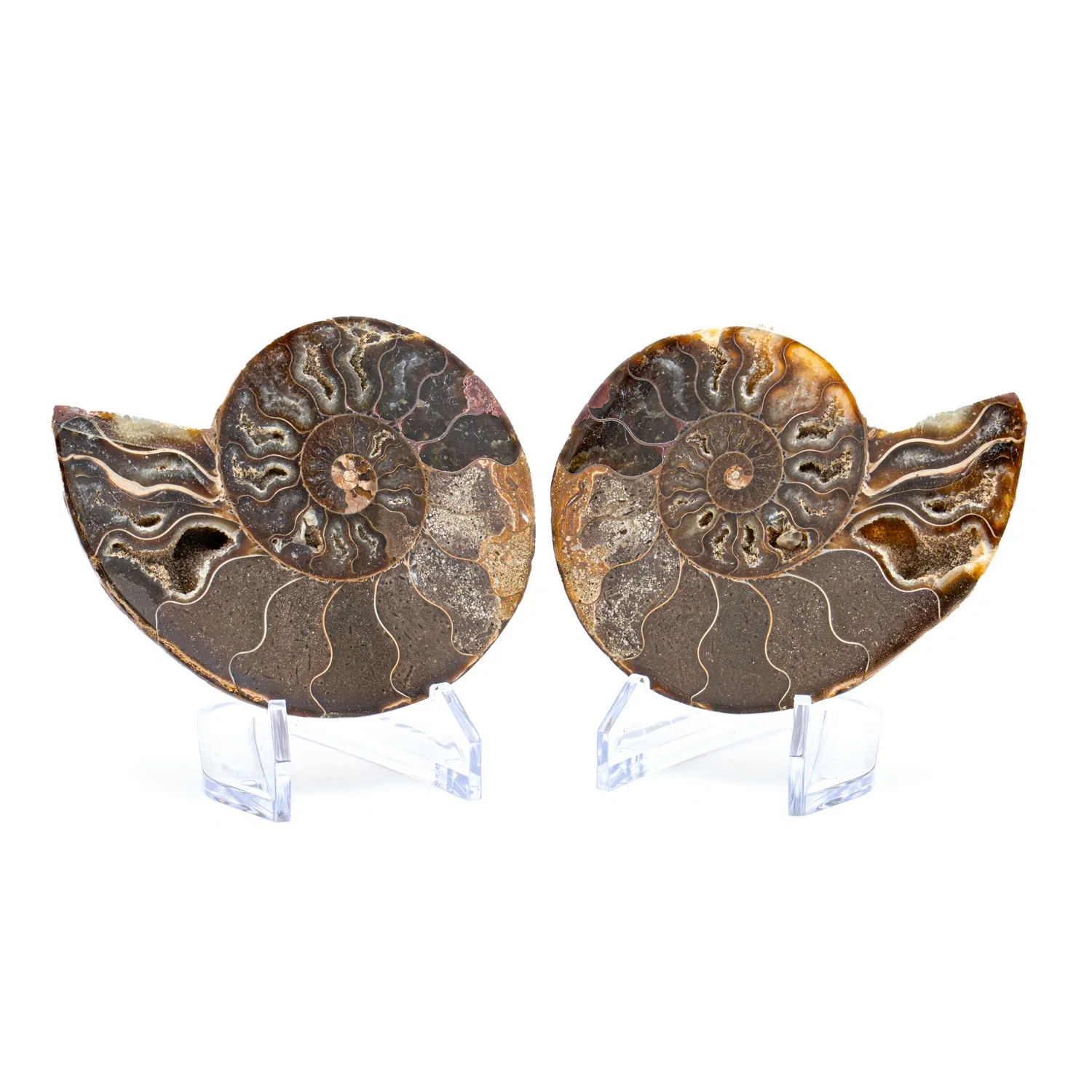 Image of Ammonite Showcase Fossils