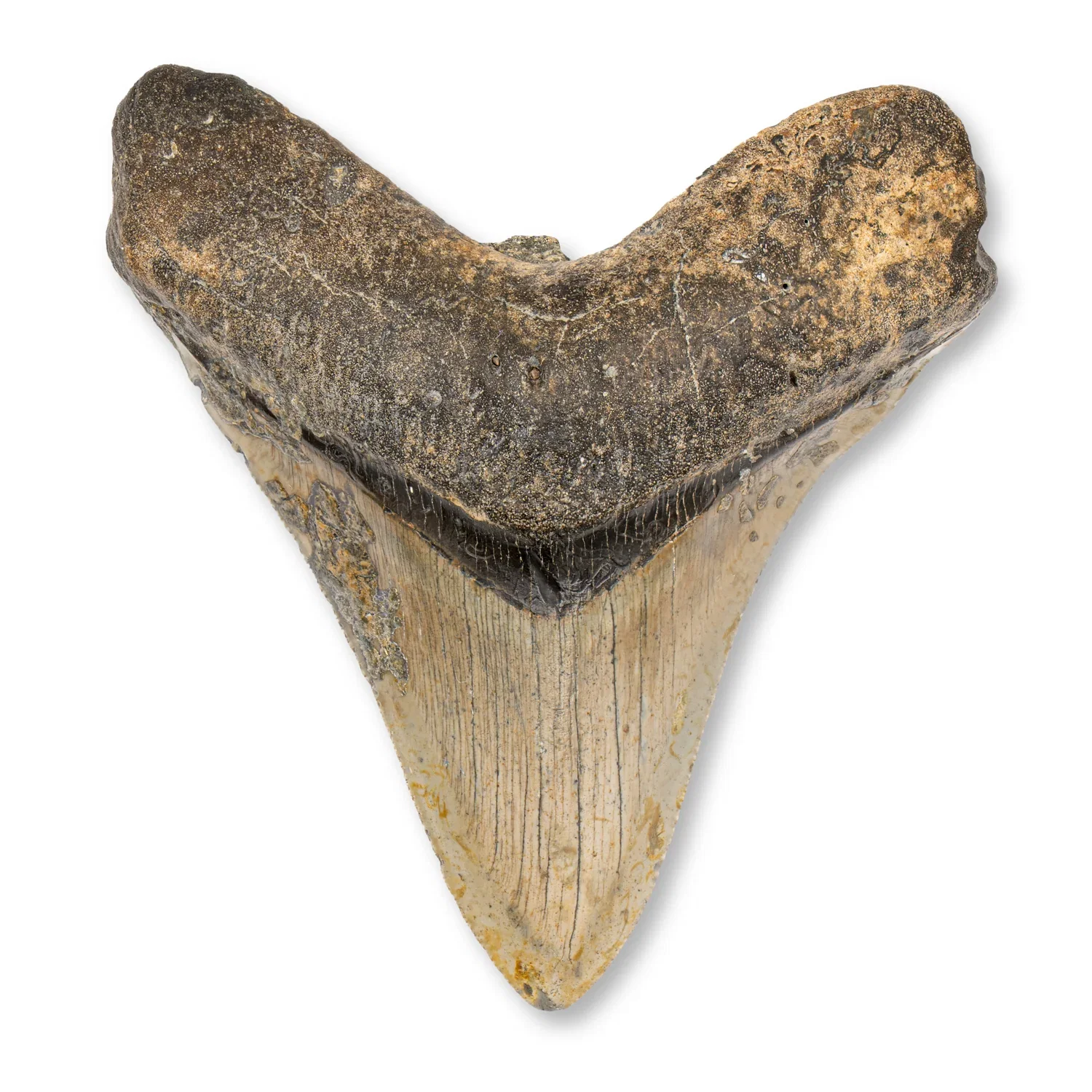 Image of Megalodon Teeth