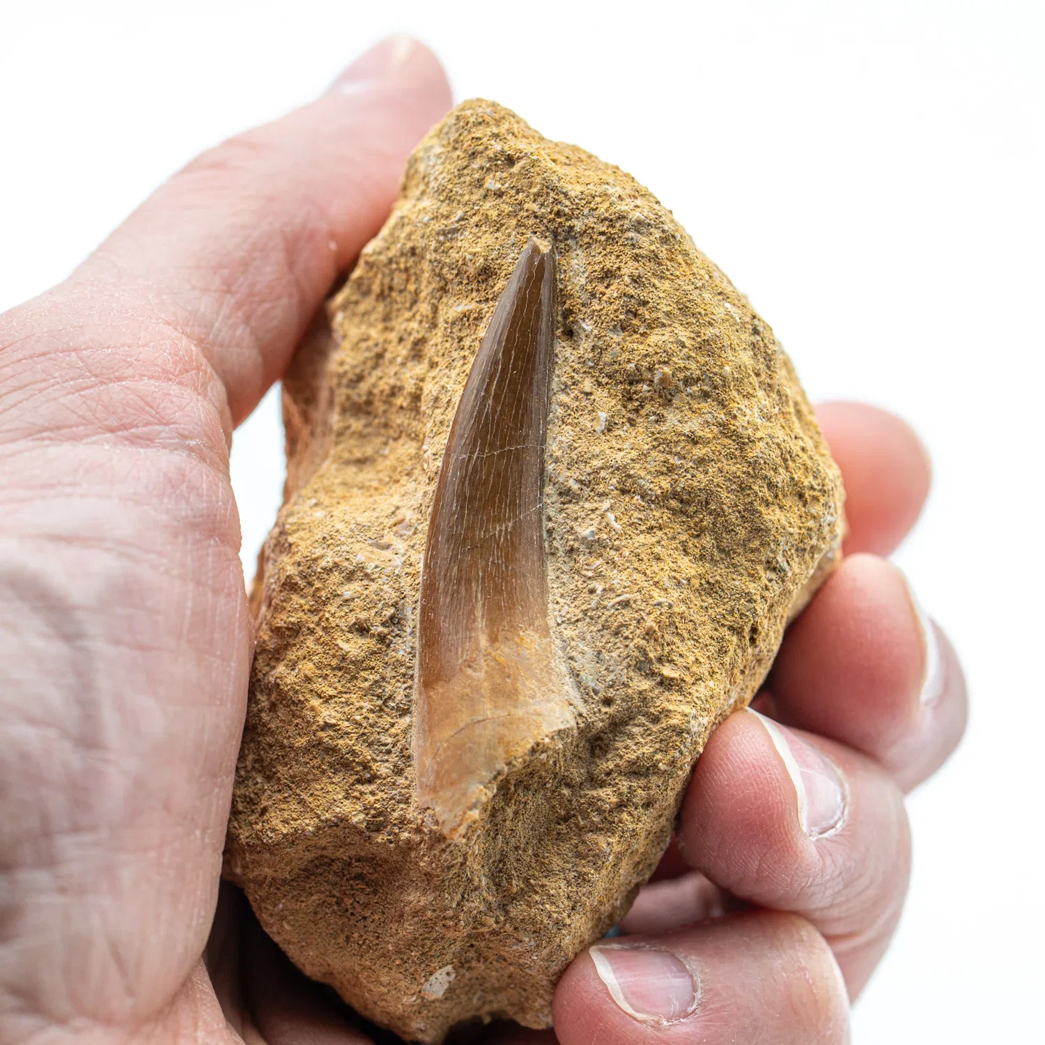 Image of Plesiosaur Teeth