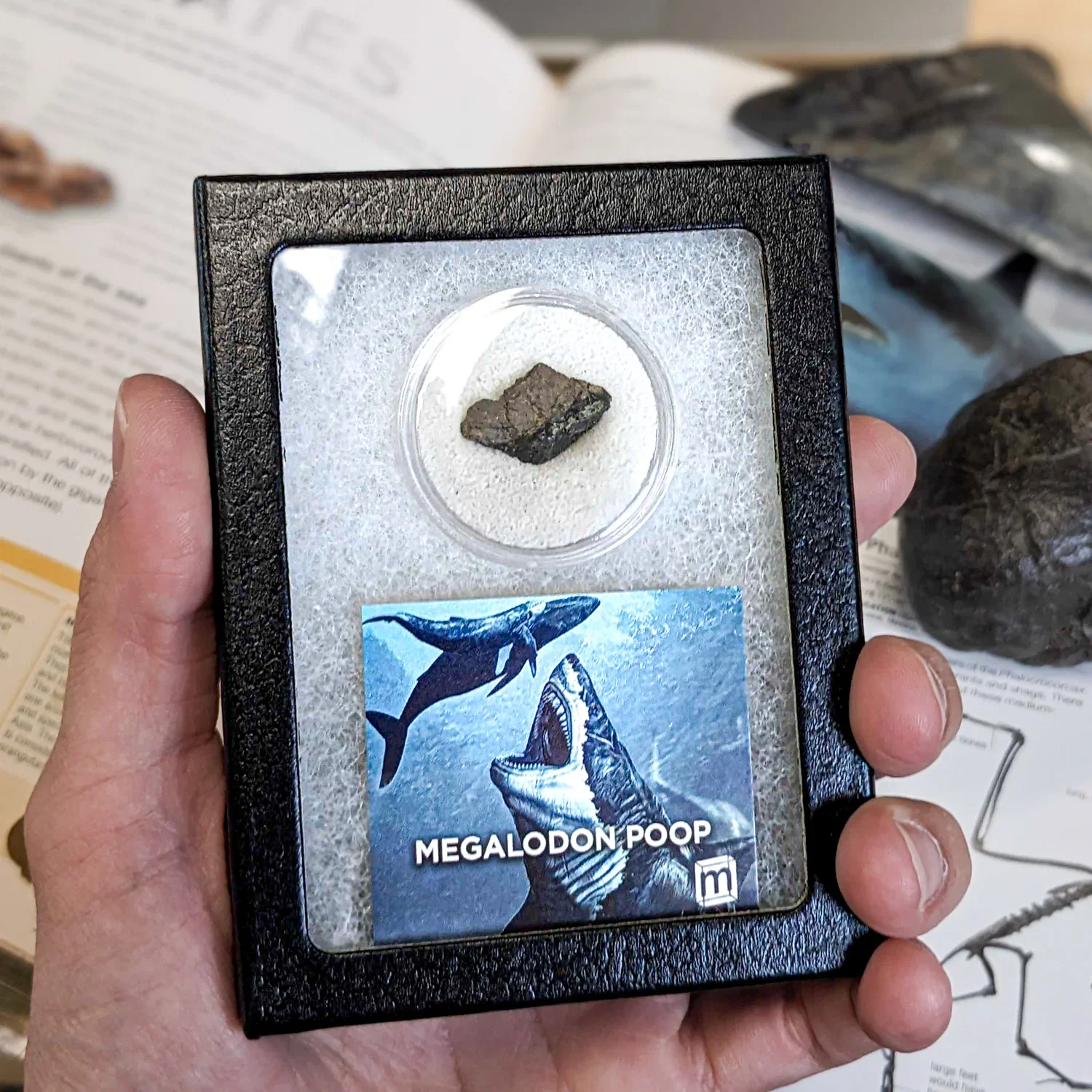 Image of Megalodon Poop