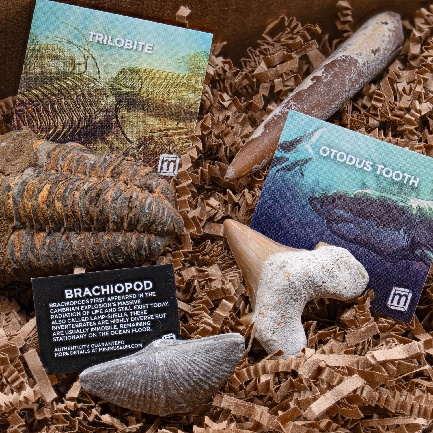 Image of Aquatic Adventures Mystery Box