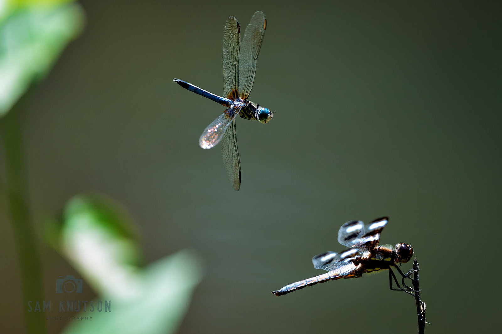 Dragonflies at Lower Pond — photo by Sam Knutson