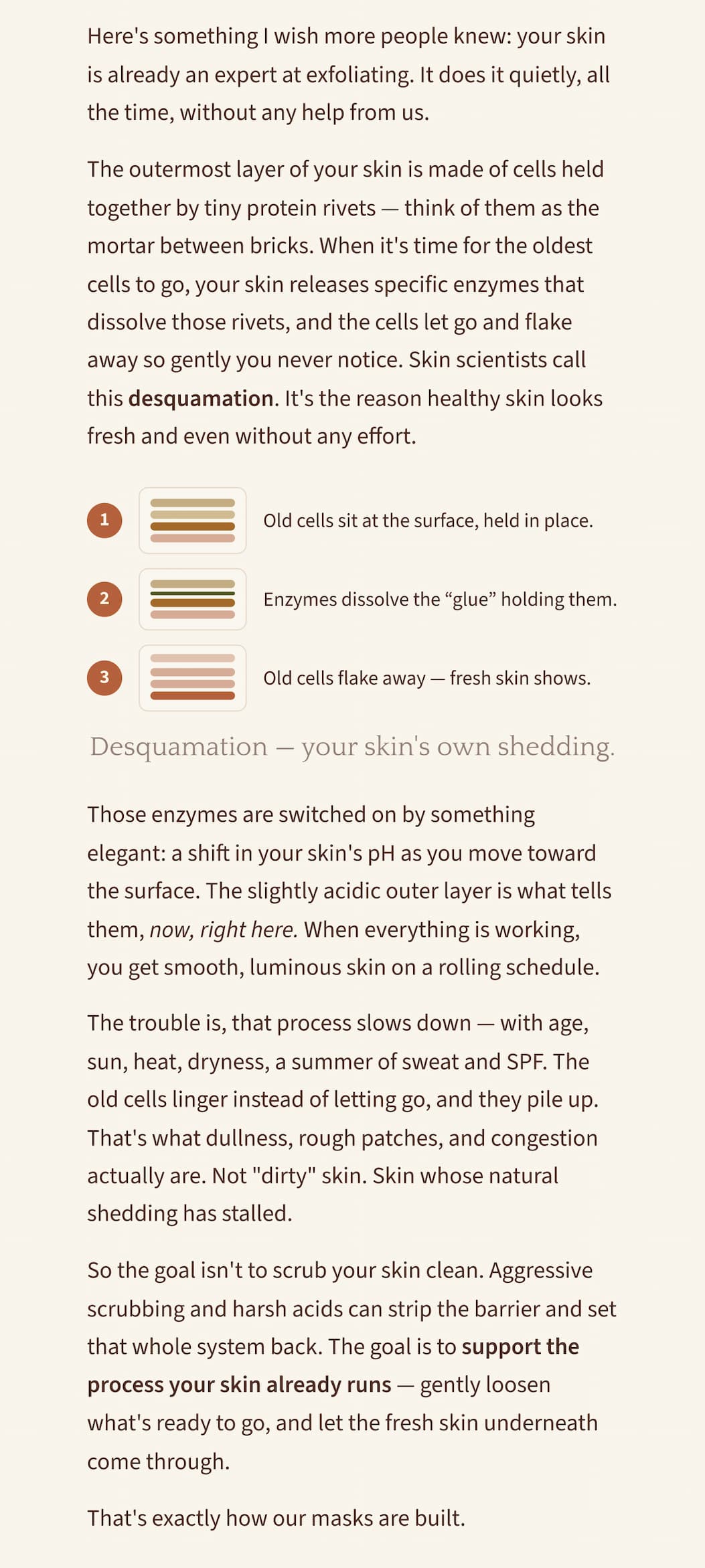 Here's something I wish more people knew: your skin is already an expert at exfoliating. It does it quietly, all the time, without any help from us.  The outermost layer of your skin is made of cells held together by tiny protein rivets — think of them as the mortar between bricks. When it's time for the oldest cells to go, your skin releases specific enzymes that dissolve those rivets, and the cells let go and flake away so gently you never notice. Skin scientists call this desquamation. It's the reason healthy skin looks fresh and even without any effort. Old cells sit at the surface, held in place. 2 Enzymes dissolve the “glue” holding them. 3 Old cells flake away — fresh skin shows.Those enzymes are switched on by something elegant: a shift in your skin's pH as you move toward the surface. The slightly acidic outer layer is what tells them, now, right here. When everything is working, you get smooth, luminous skin on a rolling schedule.  The trouble is, that process slows down — with age, sun, heat, dryness, a summer of sweat and SPF. The old cells linger instead of letting go, and they pile up. That's what dullness, rough patches, and congestion actually are. Not "dirty" skin. Skin whose natural shedding has stalled.  So the goal isn't to scrub your skin clean. Aggressive scrubbing and harsh acids can strip the barrier and set that whole system back. The goal is to support the process your skin already runs — gently loosen what's ready to go, and let the fresh skin underneath come through.  That's exactly how our masks are built.