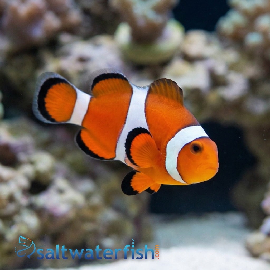 False Percula Ocellaris Clownfish - Captive Bred - QM Labs