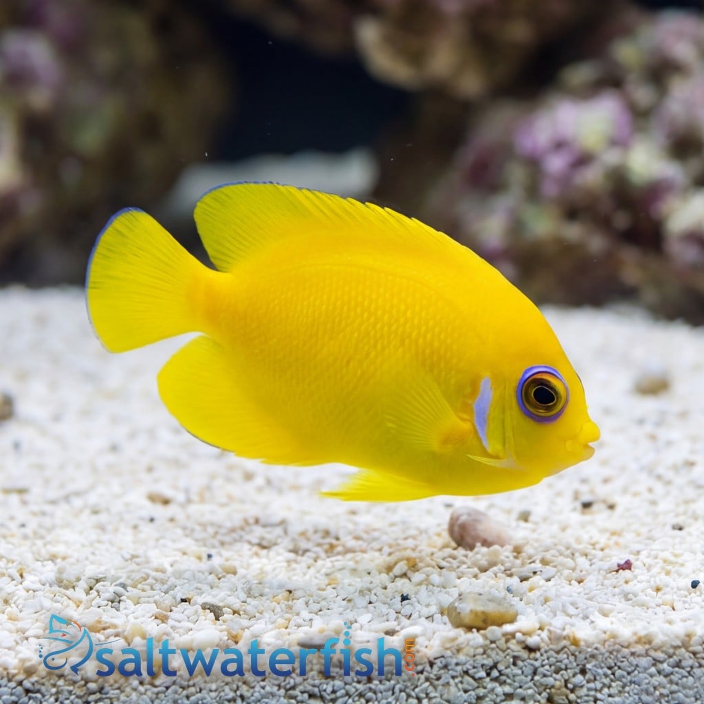 Lemonpeel Angelfish - Central Pacific