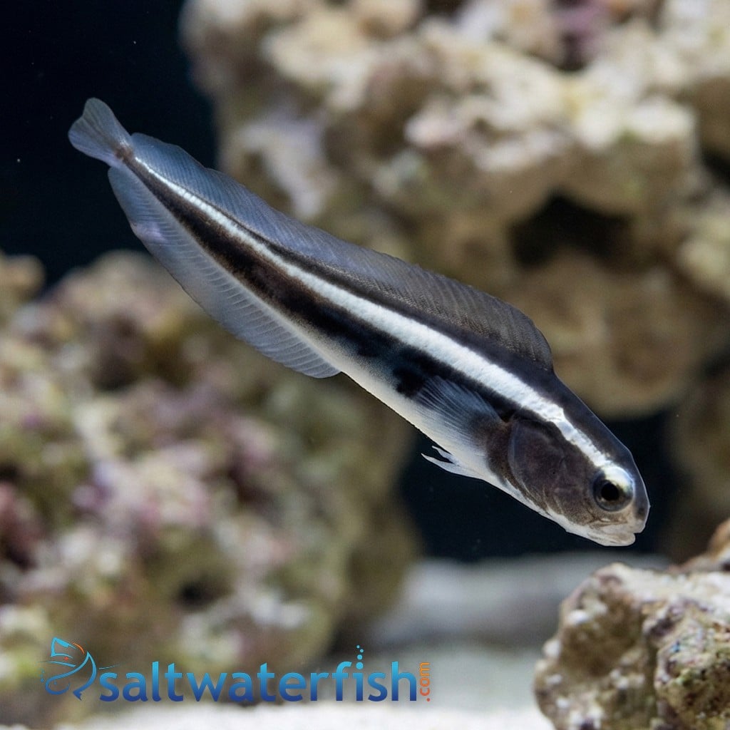 Engineer Goby