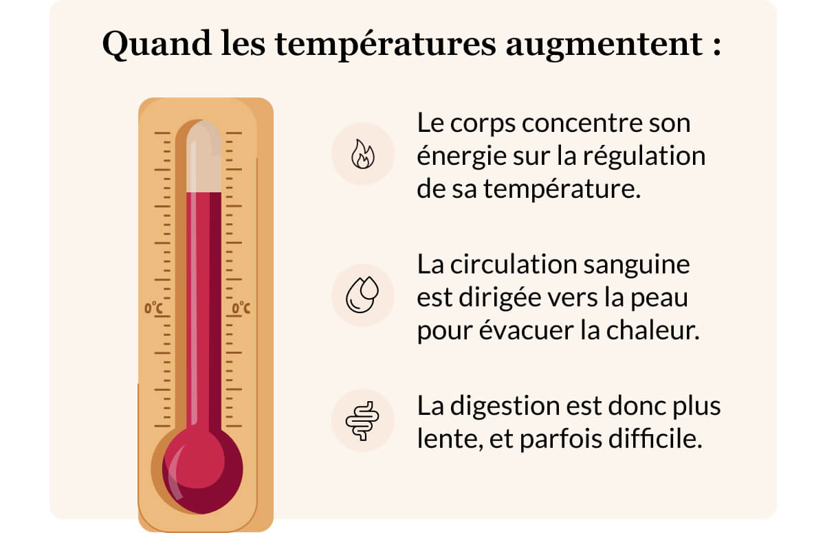 Quand les températures augmentent : Le corps concentre son énergie sur la régulation de sa température. La circulation sanguine  est dirigée vers la peau pour évacuer la chaleur. La digestion est donc plus lente, et parfois difficile.