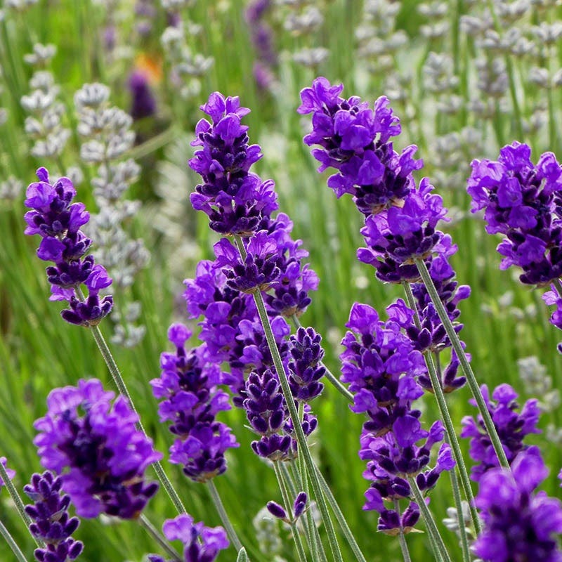FlowerKisser After Midnight English Lavender