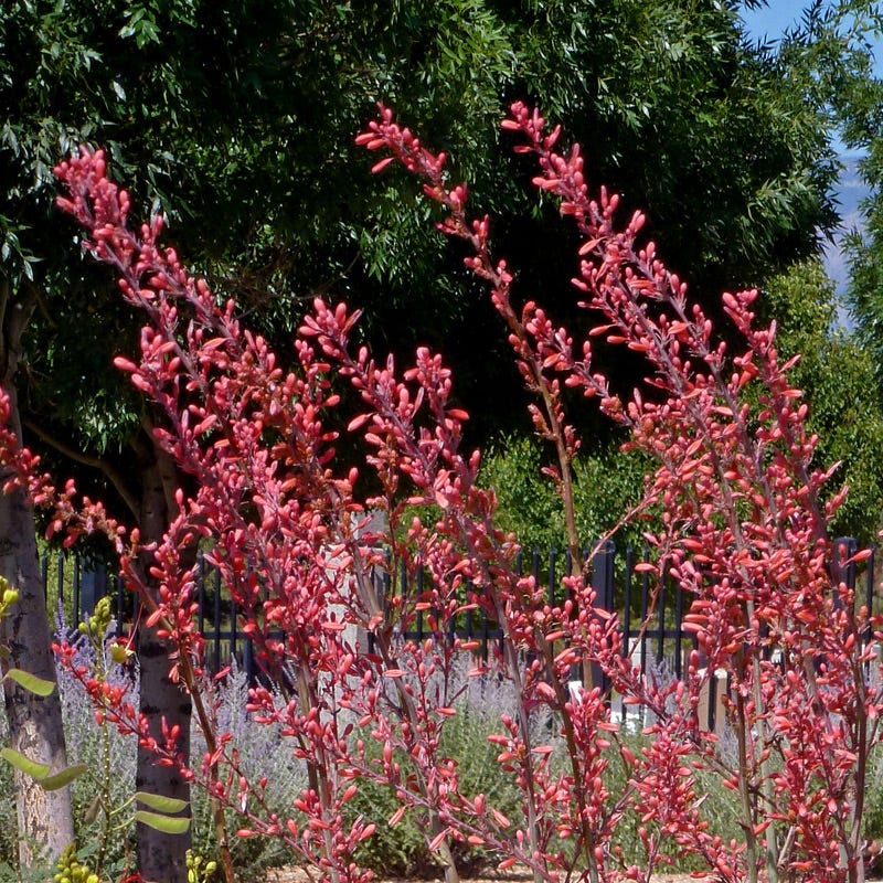 Straight Up Red Texas Yucca (Hesperaloe)