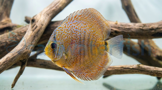 Scorpion Blue Discus