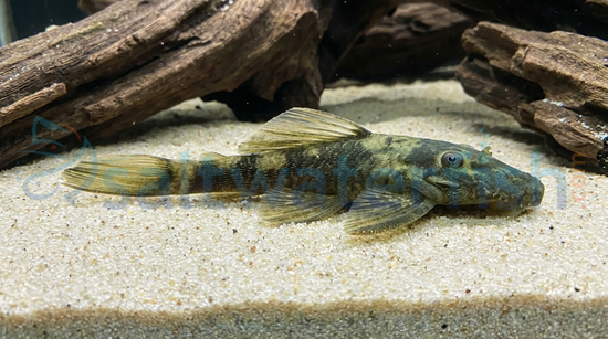 Green Dragon Bushy Nose Plecostomus