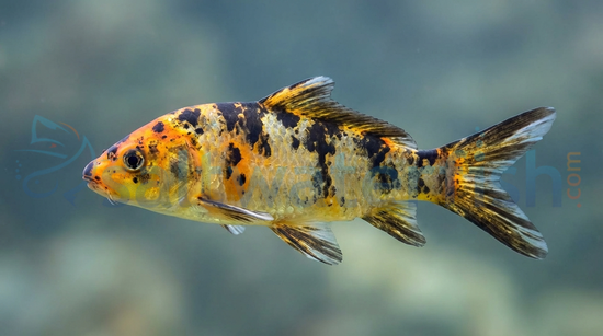 Assorted Domestic Koi