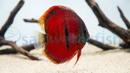 Heckel Ica Discus