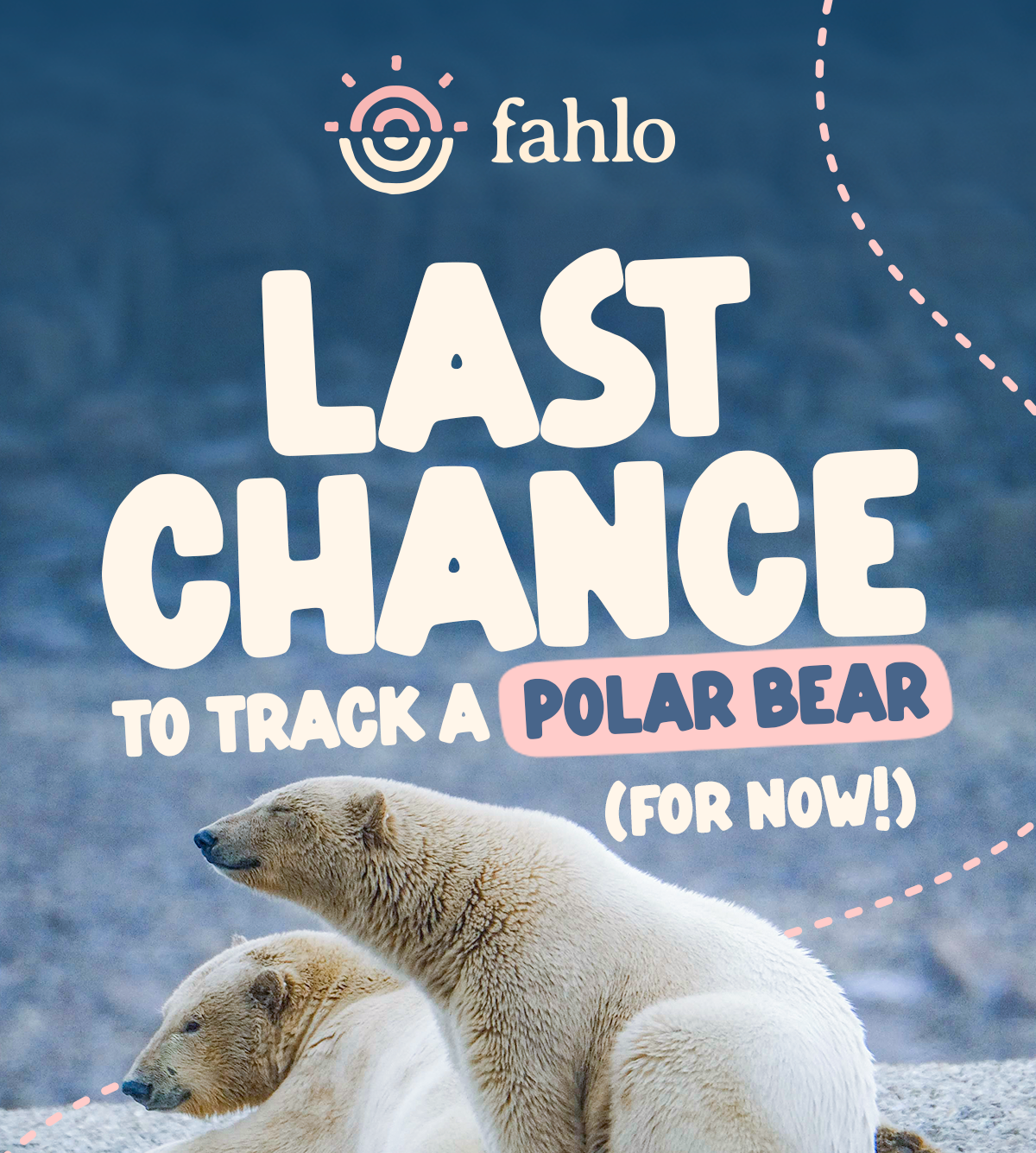 Last chance to track a polar bear for now! Venture Bracelets leave the site again tonight, so do not let this opportunity slip away.