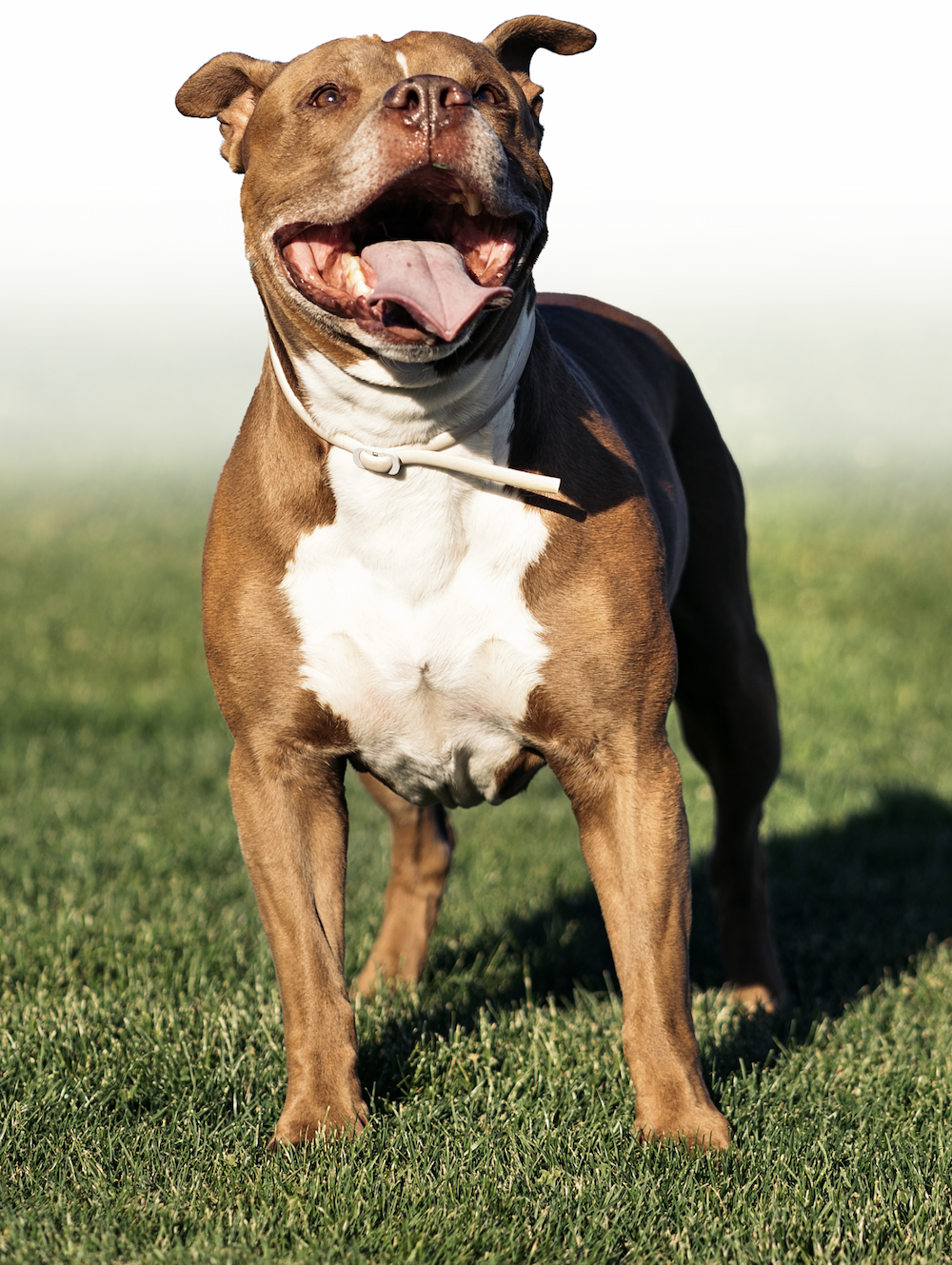 Dog Graphic
