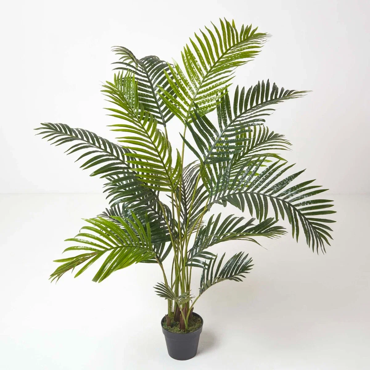 Image of Areca Palm Tree in Pot, 160 cm Tall