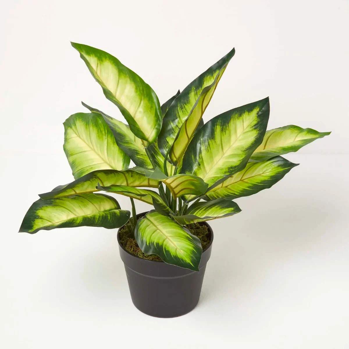Image of Dieffenbachia Dumb Cane Plant in Pot, 50 cm Tall