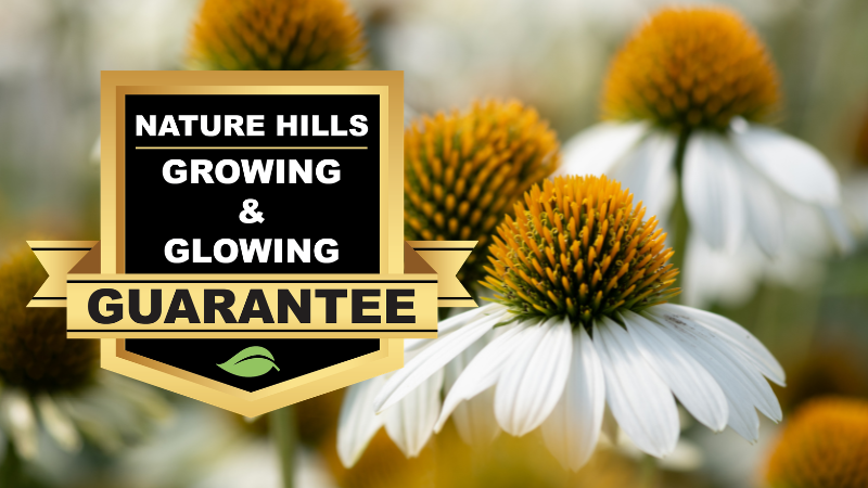 White coneflowers in a garden with a badge featuring the Growing & Glowing Guarantee 